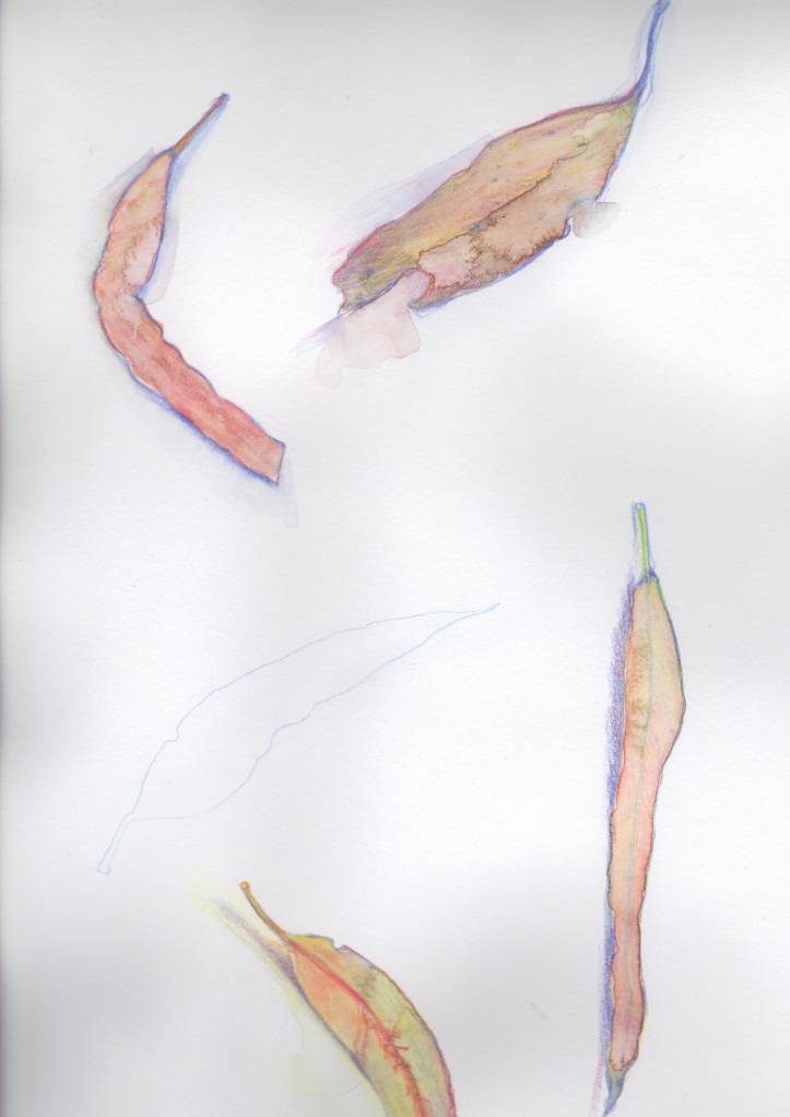 The crispy leaves - verso (water soluble coloured pencil on paper)